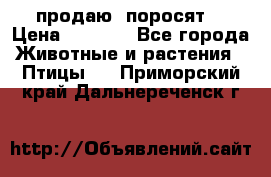 продаю  поросят  › Цена ­ 1 000 - Все города Животные и растения » Птицы   . Приморский край,Дальнереченск г.